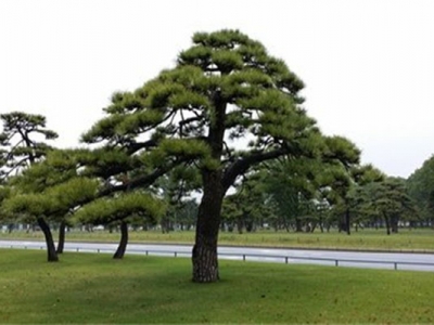 黑松種子幾天發(fā)芽？