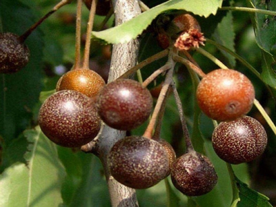 杜梨種子催芽幾天出芽？