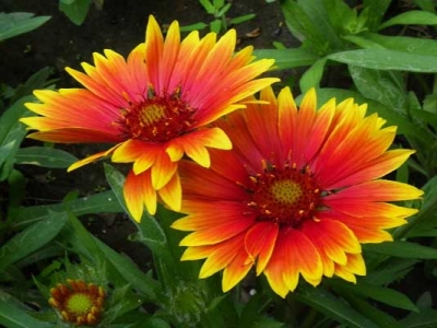 天人菊種子幾天發(fā)芽？