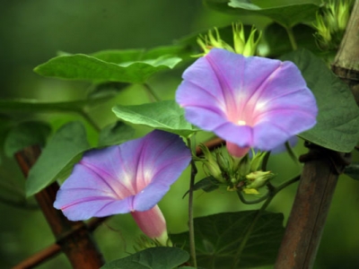 牽?；ǚN子幾天發(fā)芽出苗？