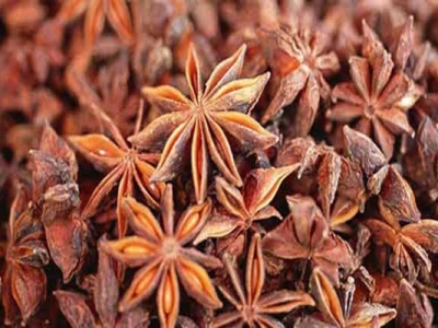 茴香種子幾天發(fā)芽？