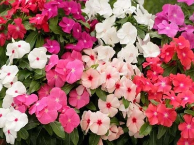 長春花種子幾天才會發(fā)芽？