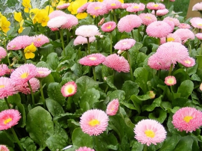  翠菊種子發(fā)芽要幾天？