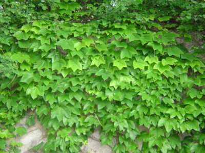 爬山虎種子幾天發(fā)芽？