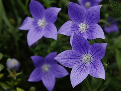桔梗種子幾天發(fā)芽？