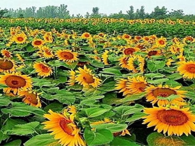 矮向日葵種子幾天發(fā)芽？