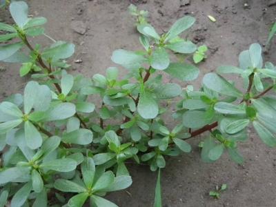 馬齒莧種子幾天能發(fā)芽？