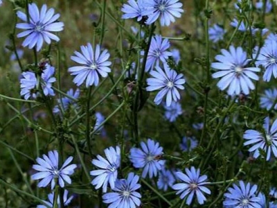 菊苣種子幾天能夠發(fā)芽？