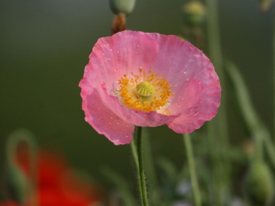 虞美人種子幾天能發(fā)芽？