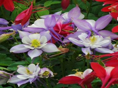 耬斗菜種子幾天后發(fā)芽？