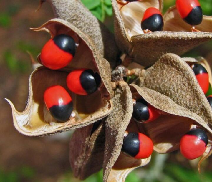 紅豆