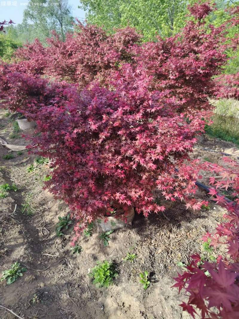 紅楓盆景