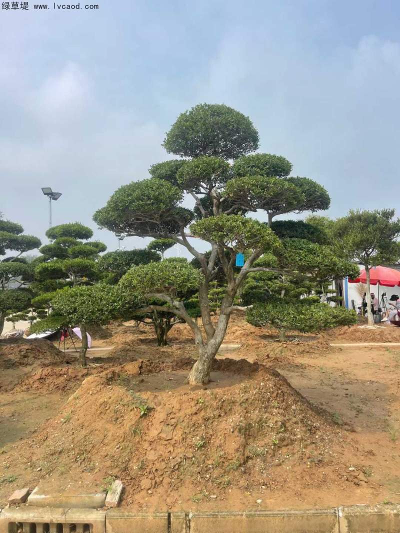 造型黃楊盆景