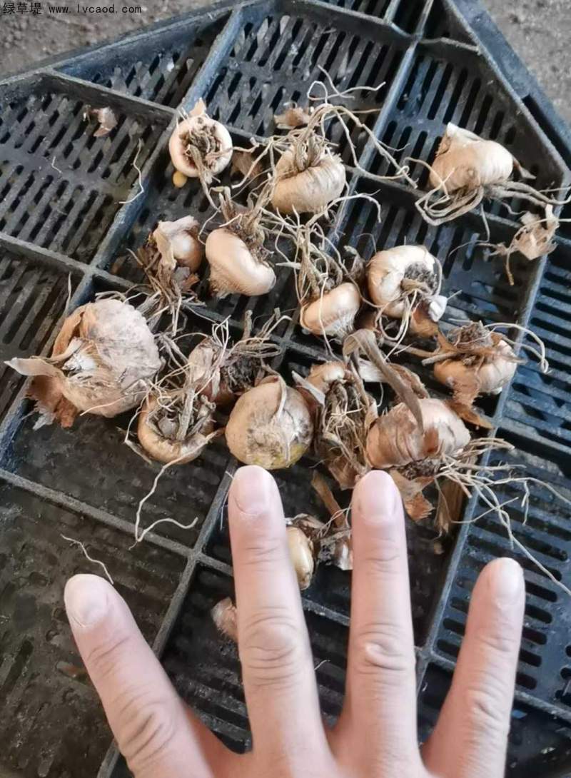 唐菖蒲種球