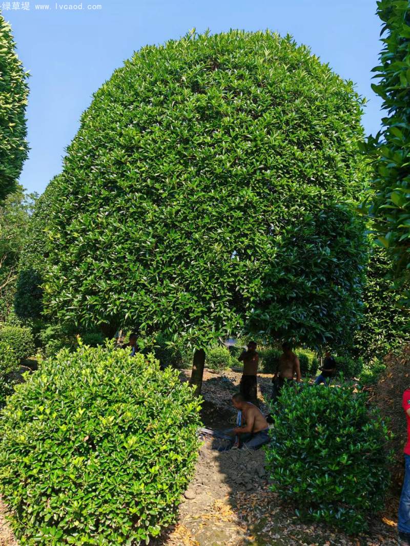 桂花樹(shù)