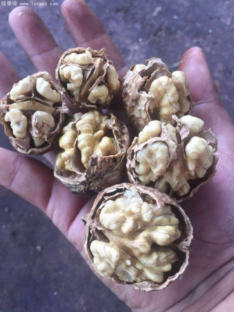 核桃種子