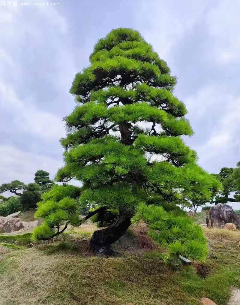 黑松