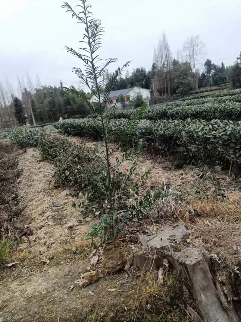 紅豆杉樹(shù)苗