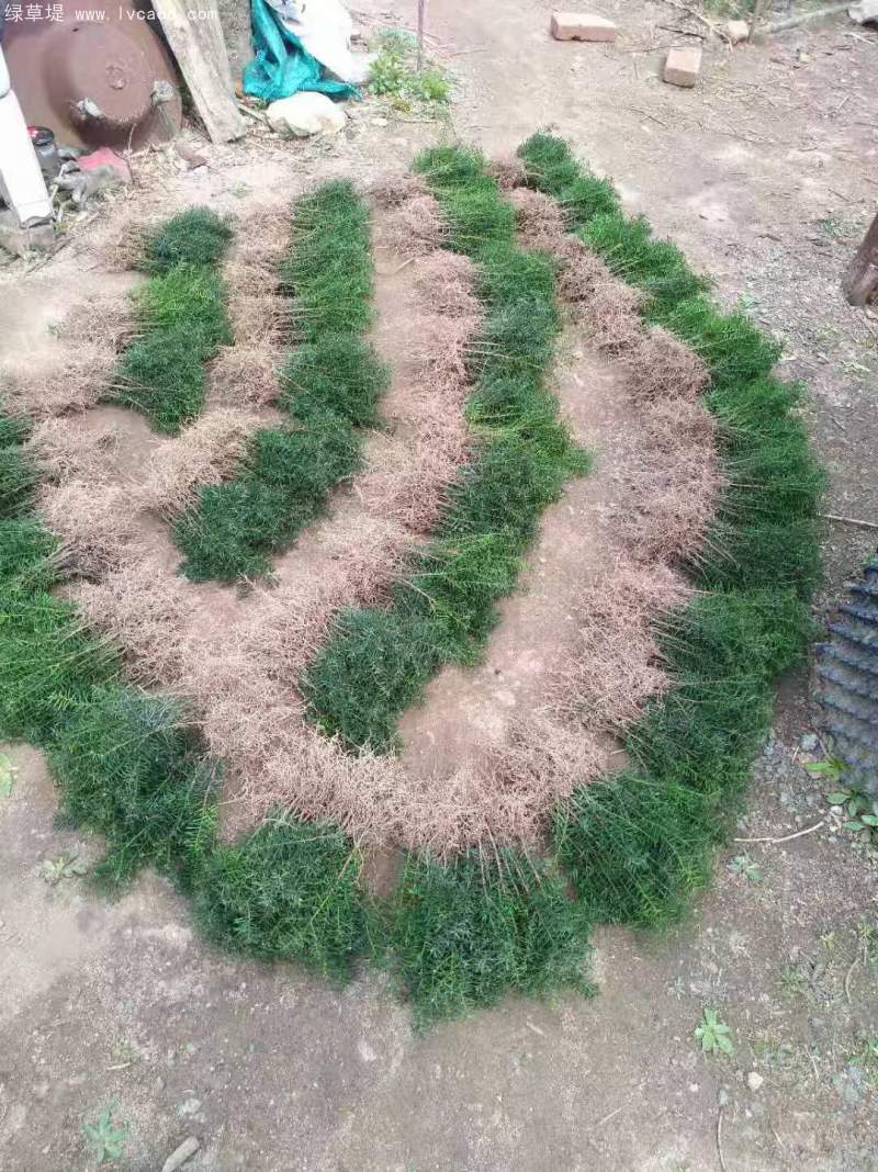 紅豆杉樹(shù)苗