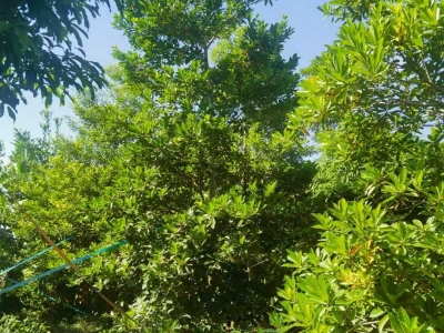 杜英樹(shù)