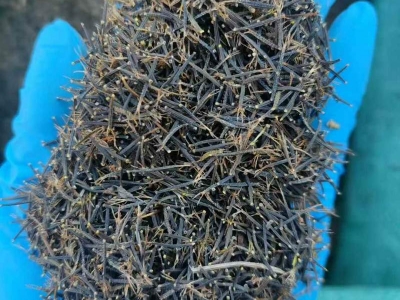 鬼針草種子