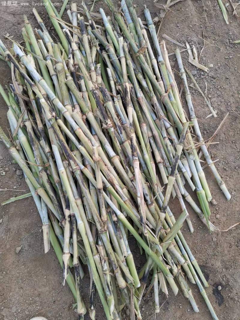 當天現(xiàn)砍皇竹草種節(jié)
