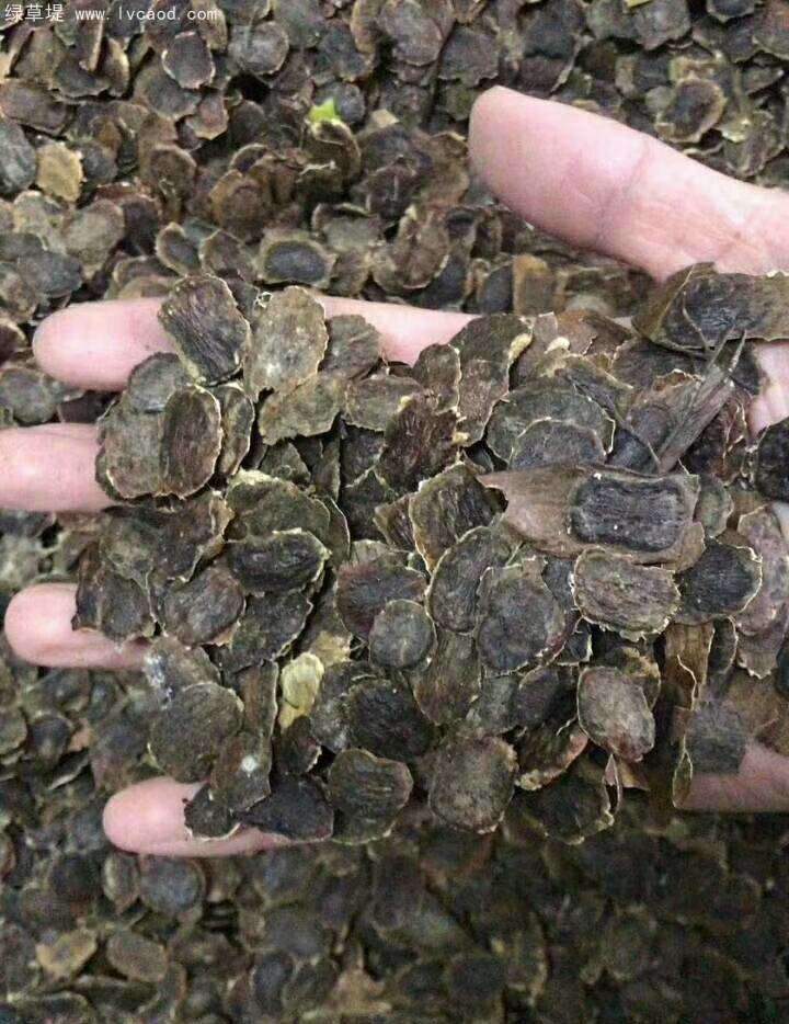 黃花梨種子