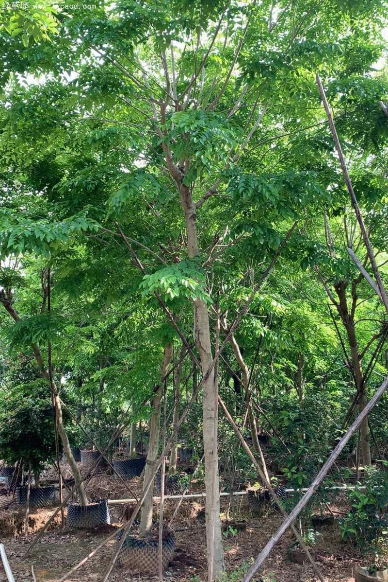 黃花梨樹苗