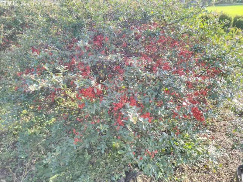 火棘小苗樹苗