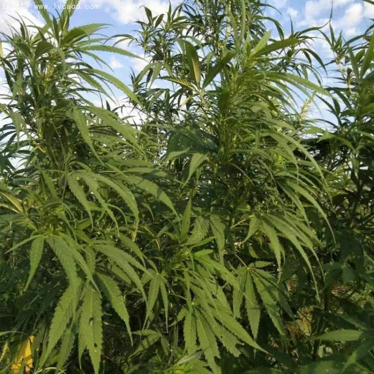 火麻葉子