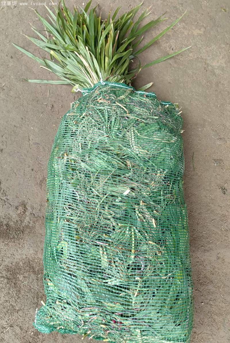 吉祥草