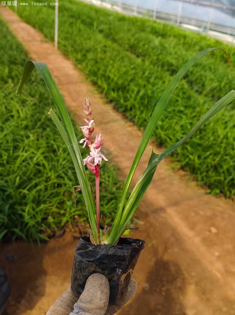 吉祥草