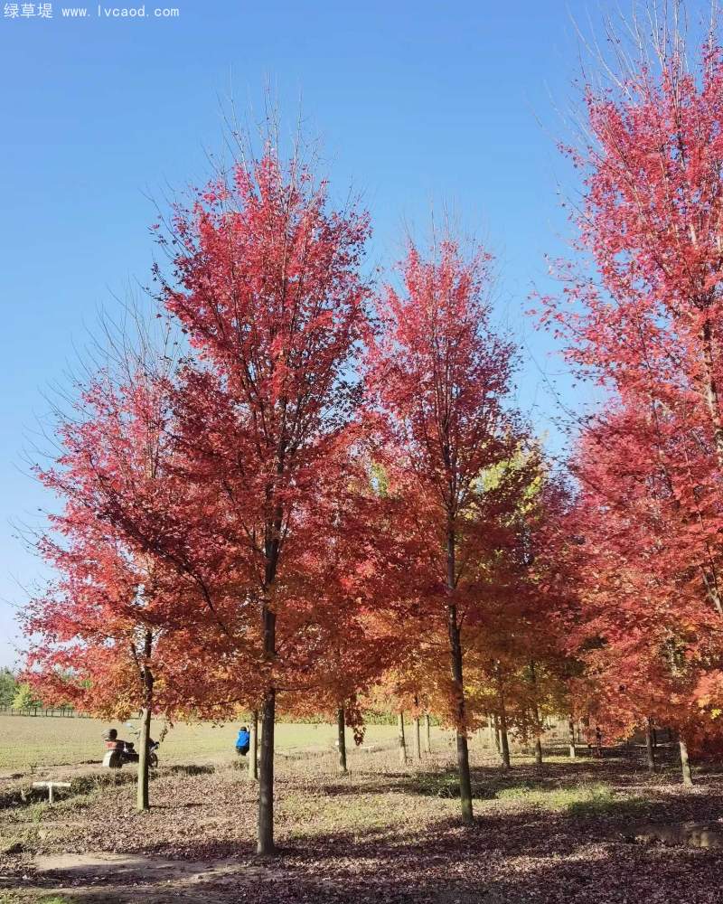 美國(guó)紅楓