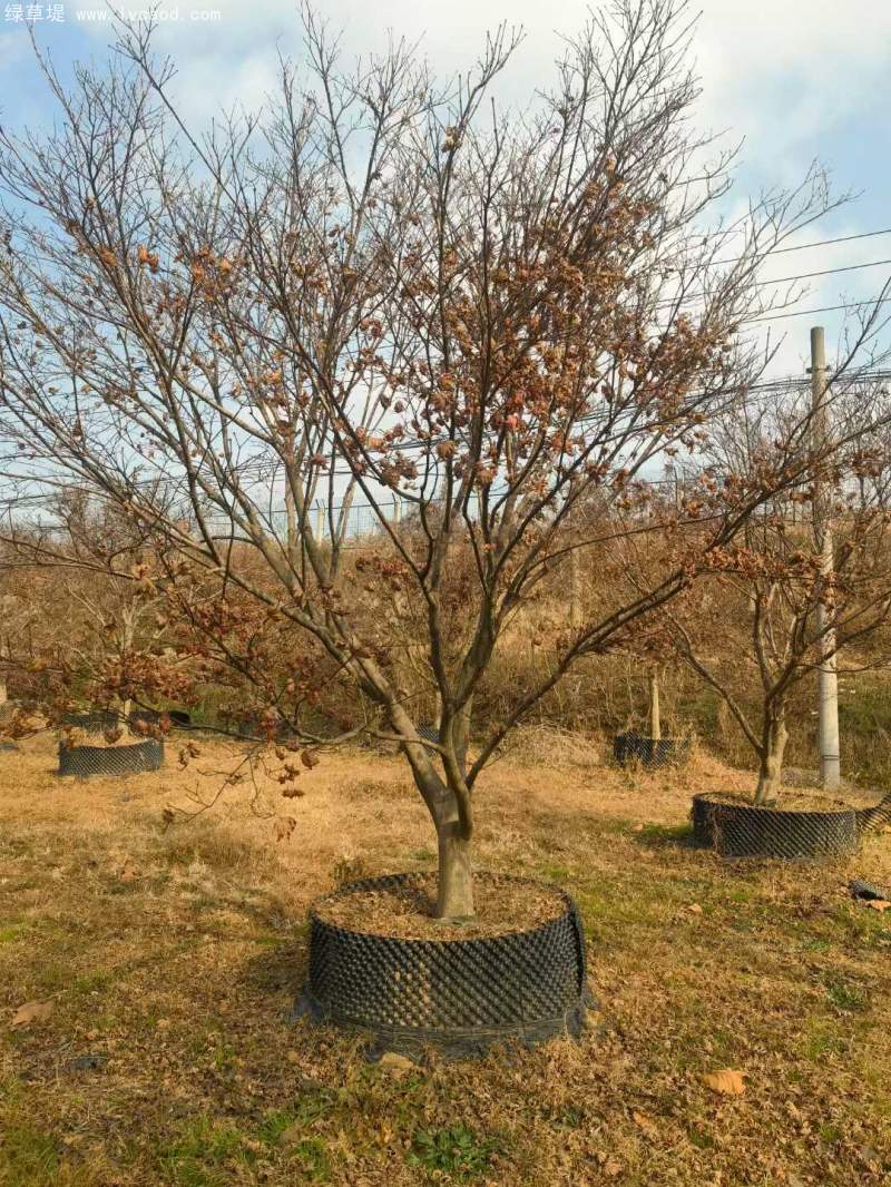 中國(guó)紅楓