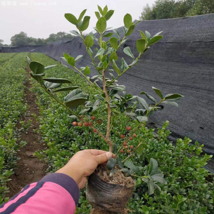 無刺構(gòu)骨枸骨