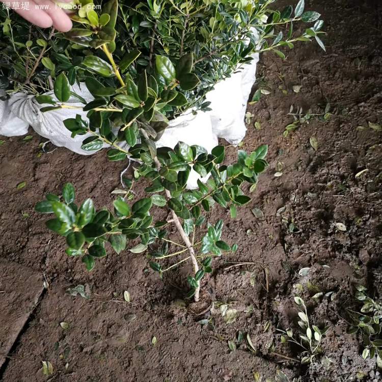 無刺構(gòu)骨枸骨