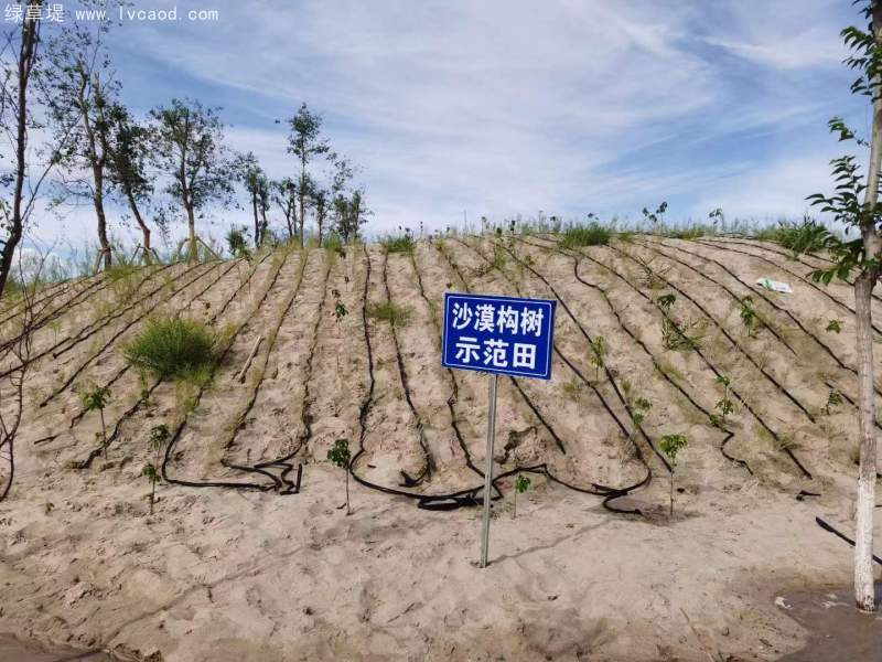 構樹治理沙漠