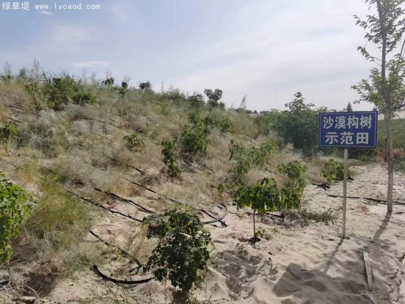 構樹治理沙漠