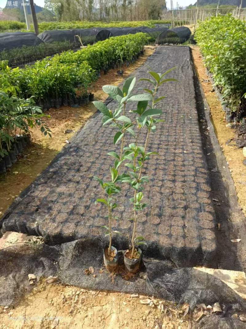 桂花樹苗小苗