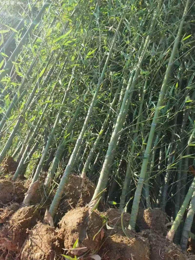 羅漢竹竹子