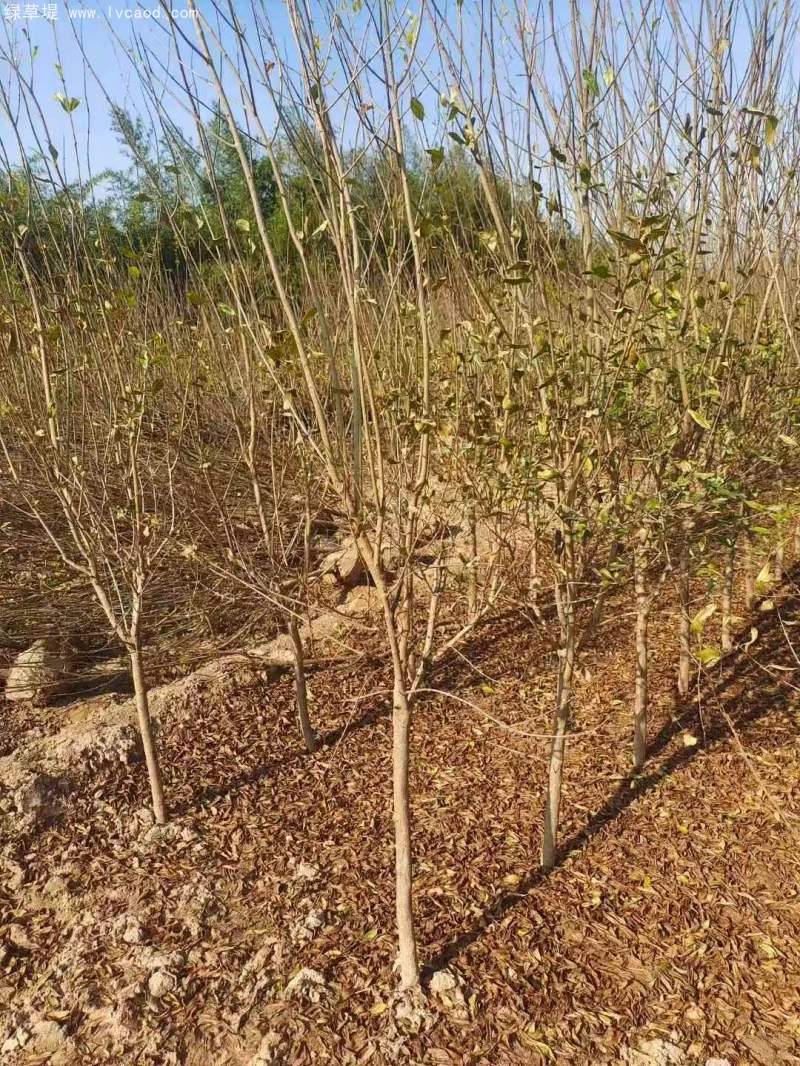 石榴樹