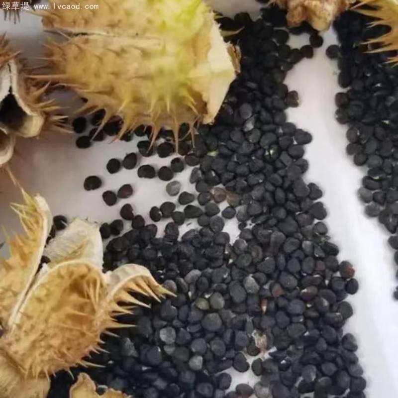 曼陀羅種子