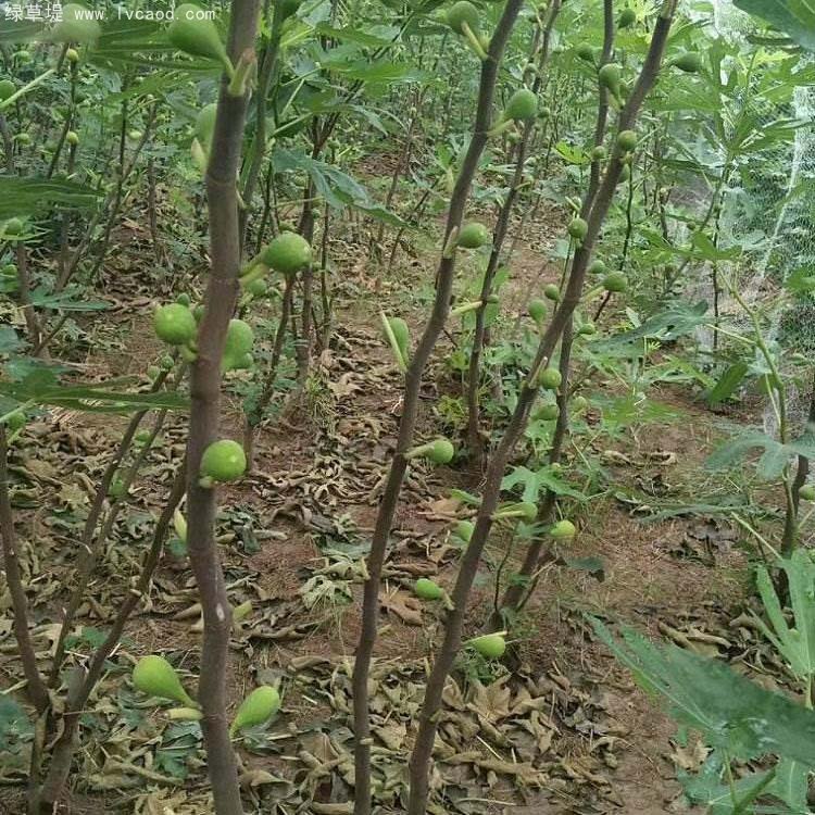 無花果樹苗