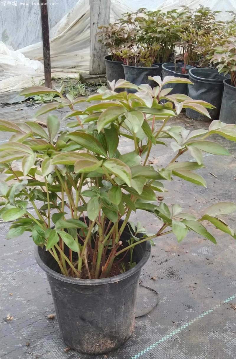 芍藥盆栽