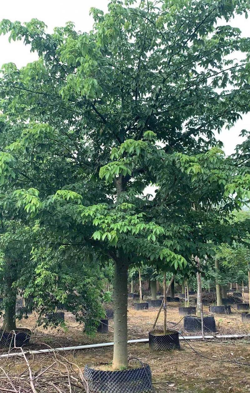 木棉樹苗