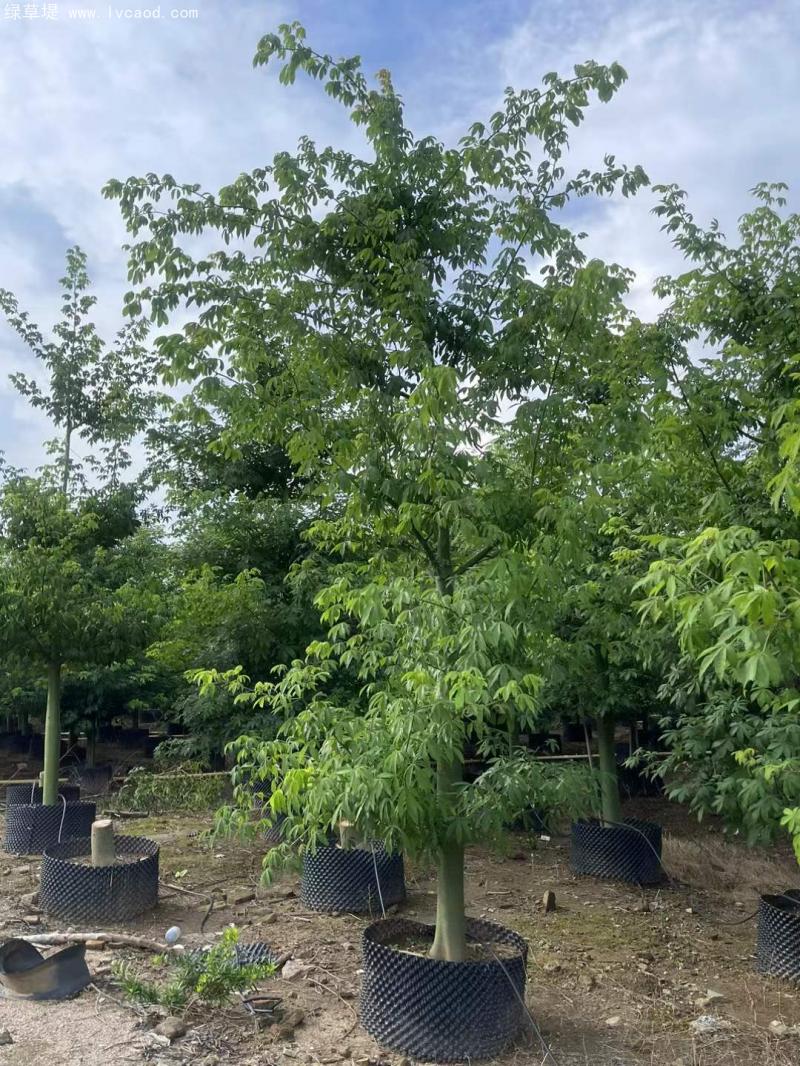 木棉樹苗