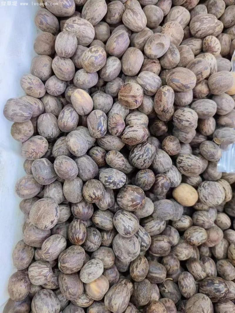 橡膠樹種子