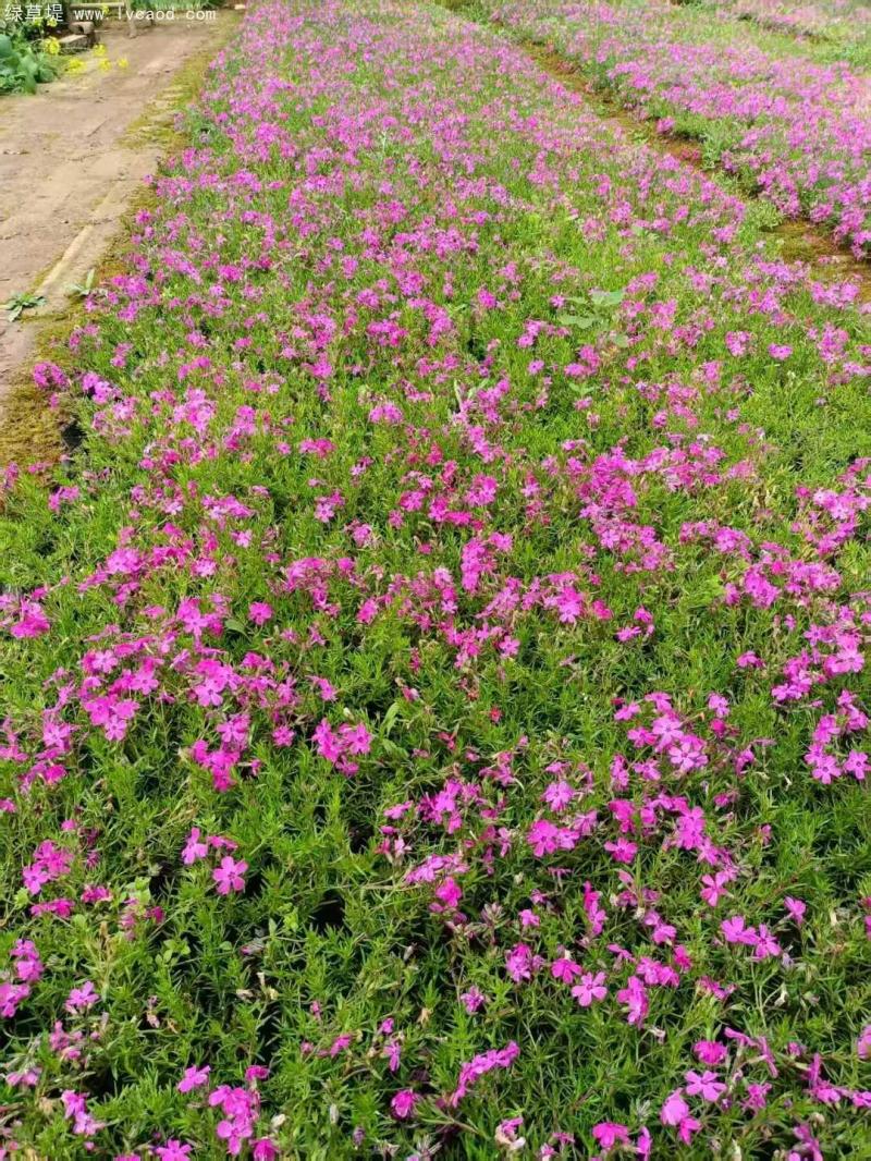 芝櫻盆栽開(kāi)花花朵一片片