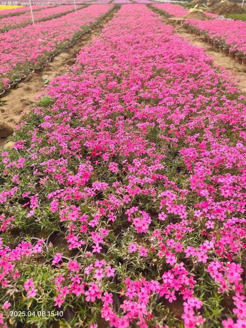 芝櫻盆栽開(kāi)花花朵一片片