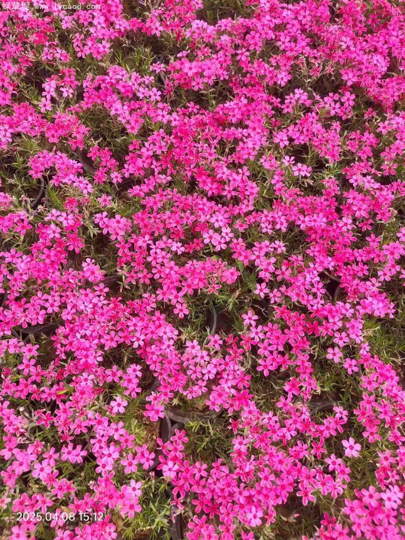 芝櫻盆栽開(kāi)花花朵一片片